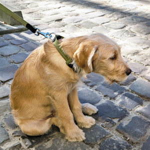 Sad puppy on a leash outside.