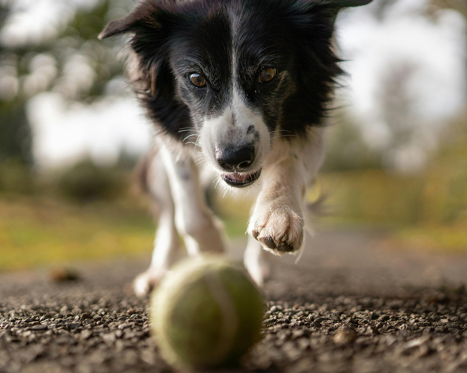 Tilt Shot Photo of Dog Chasing the Ball
