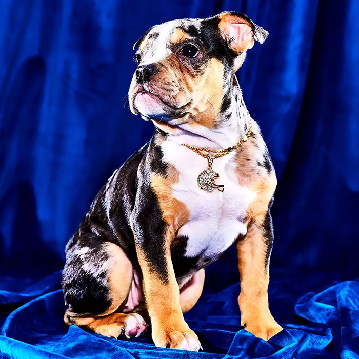 a black, white, and orange dog