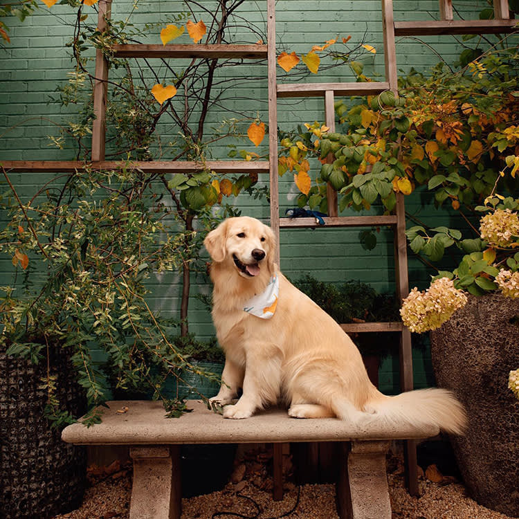 dog on bench at soho grand