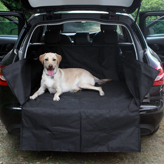 a dog in the back of a Hyundai