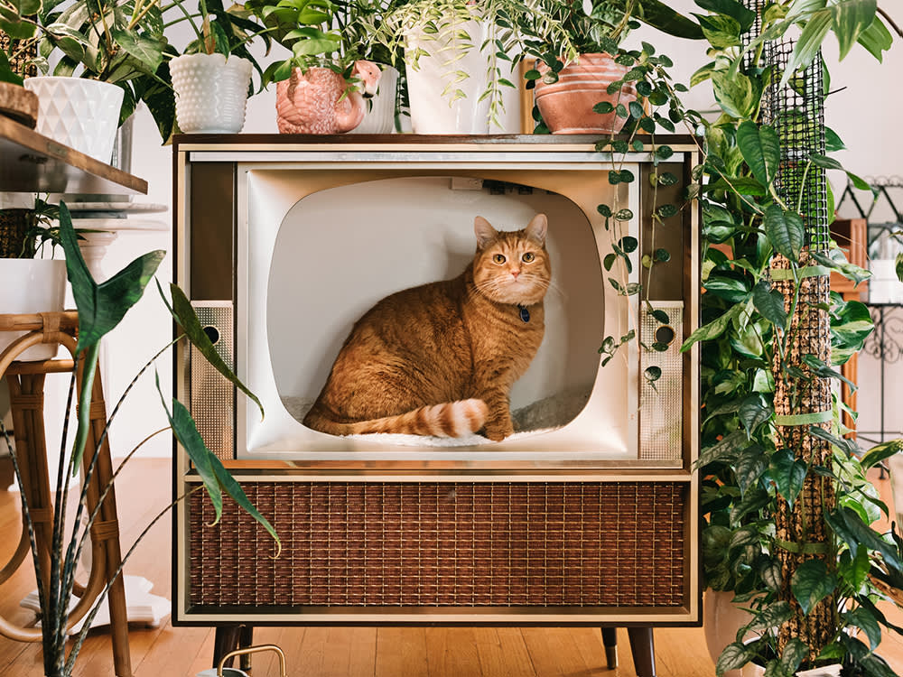 cat in a follow tv