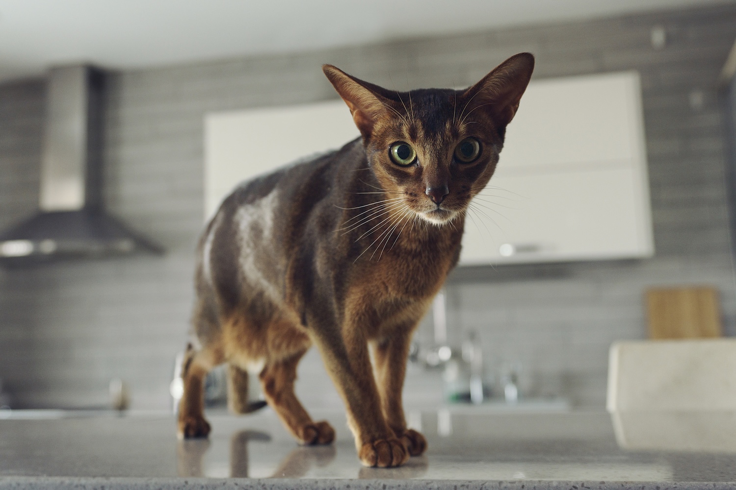 abyssinian shorthair cat on a kitchen counter looking down