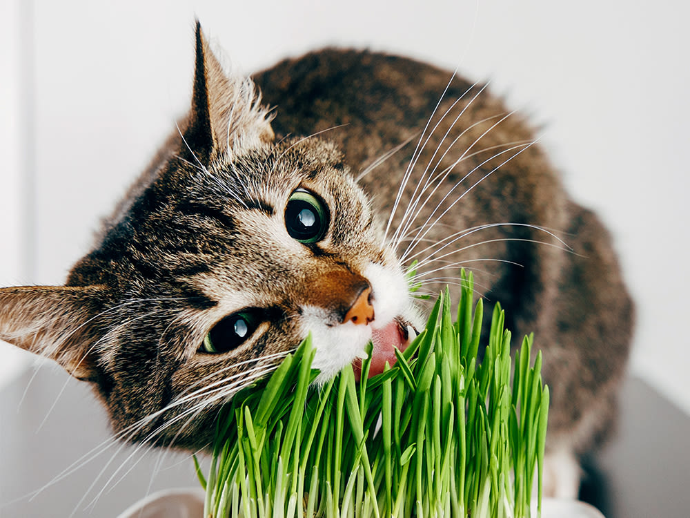 Cat chewing on cat grass