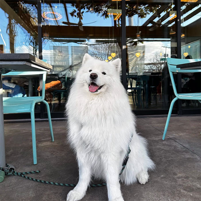 a white dog at Whale Wins