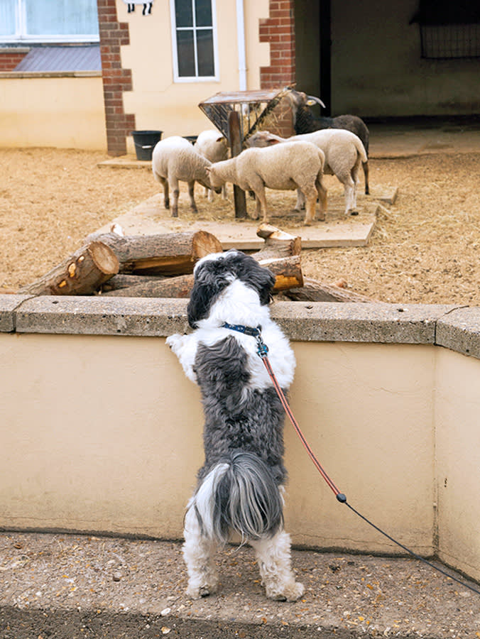 Dog looking at sheep in a zoo
