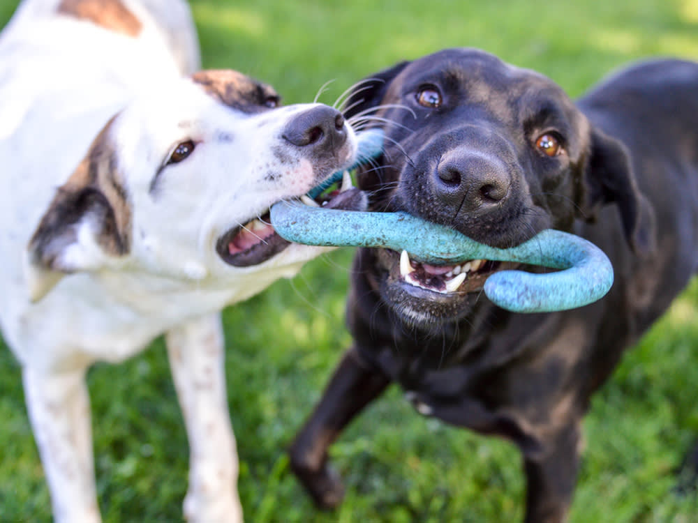 Two mixed breed dogs, one white with brown spots and one black, both biting on a S-shaped teal chew toy int he grass outside