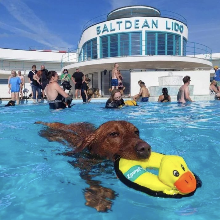 A dog swimming in a pool holding a toy in their mouth while humans and other dogs play in the background. 
