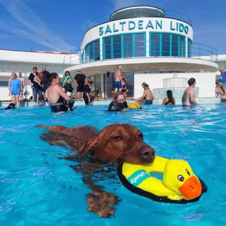 A dog swimming in a pool holding a toy in their mouth while humans and other dogs play in the background.
