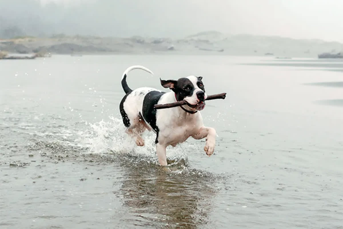 Dog with stick in water
