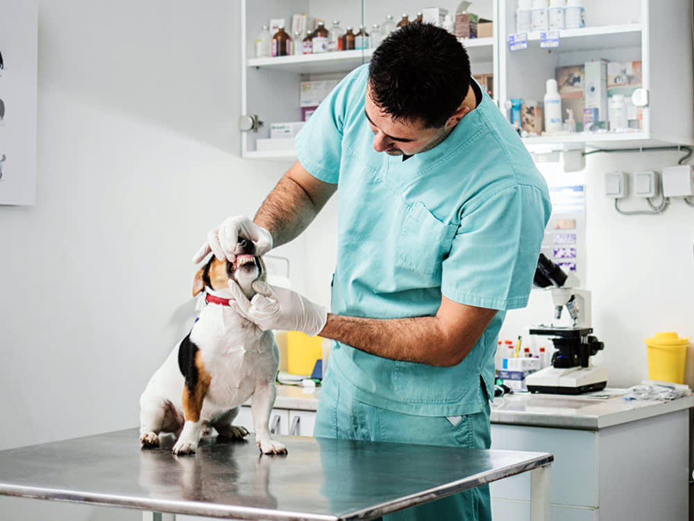 a vet inspects the teeth of a jack russell dog