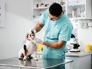 a vet inspects the teeth of a jack russell dog