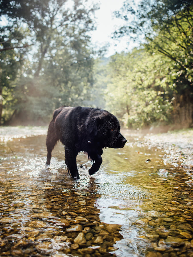 Big black dog, "Serbian defense dog" crossing a river.