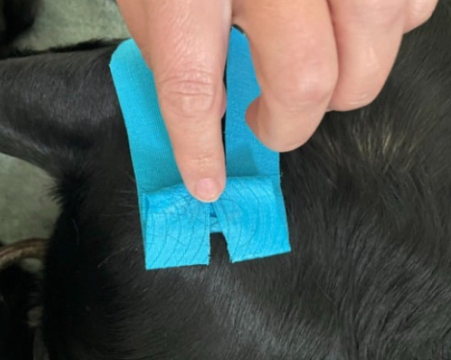 removing k-tape from dogs fur