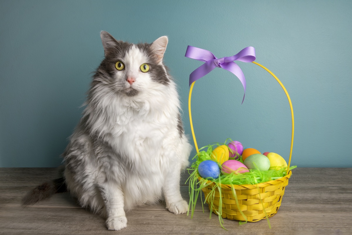 a picture of a fluffy grey and white cat sitting next to an easter basket