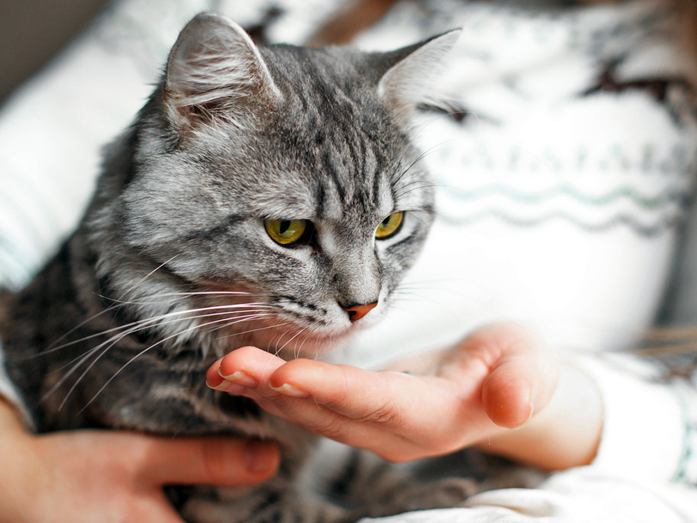 Woman giving her cat a pill.
