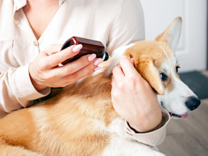 Woman applying flea medicine to her Corgi dog at home.