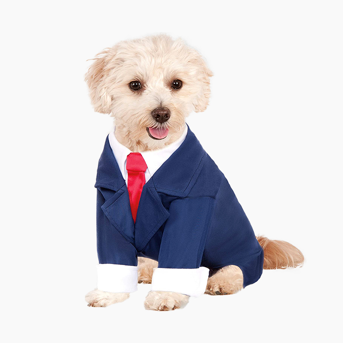 dog in suit halloween costume
