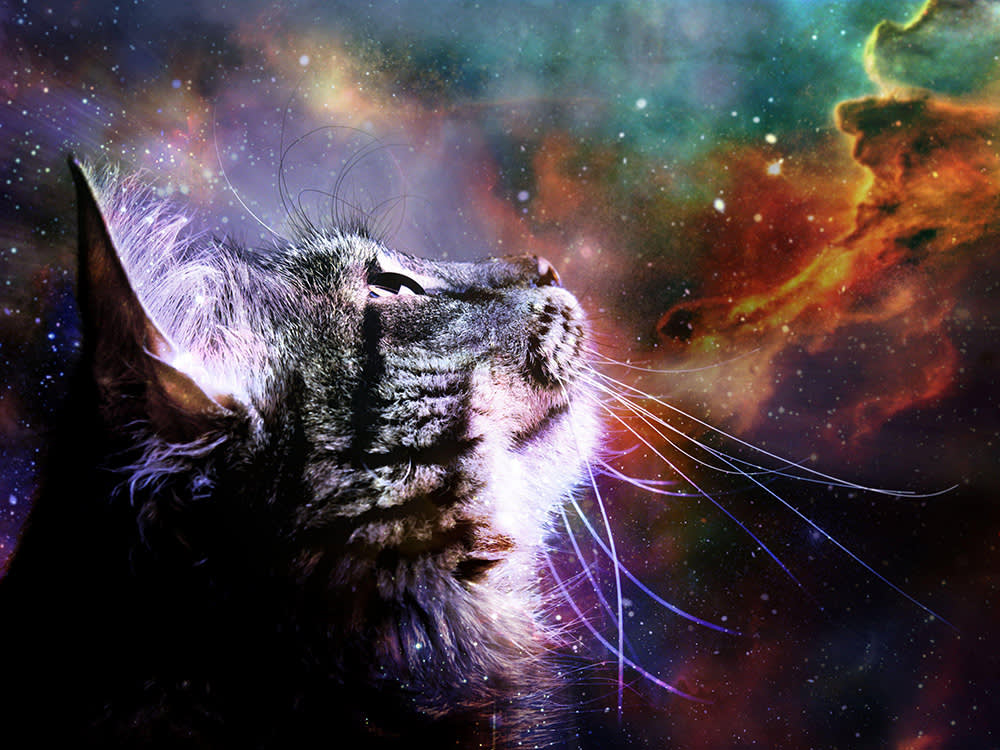 cat stares up at the stars in the night sky