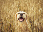 Dog Sitting In A Field