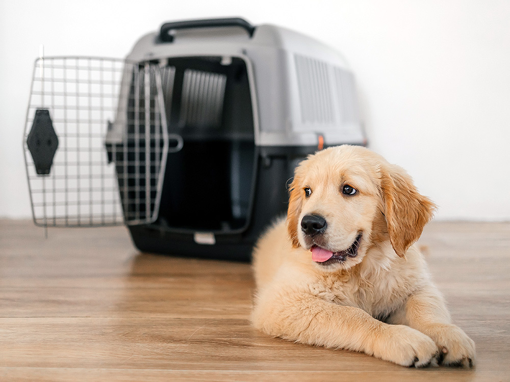 Puppy lying in front of crate.