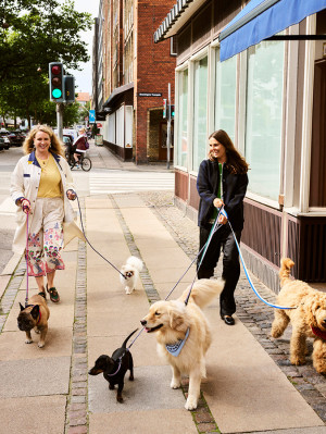 Two women walking several dogs in Copenhagen with colourful leads and accessories.