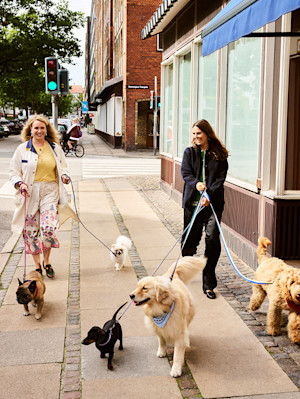 Two women walking several dogs in Copenhagen with colourful leads and accessories.