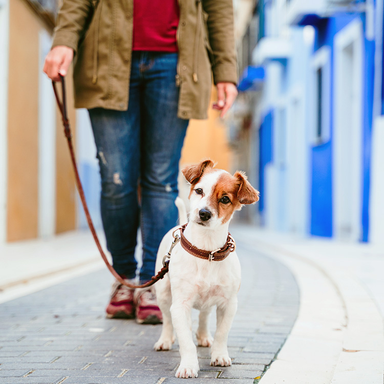 Woman walking her dog outside.