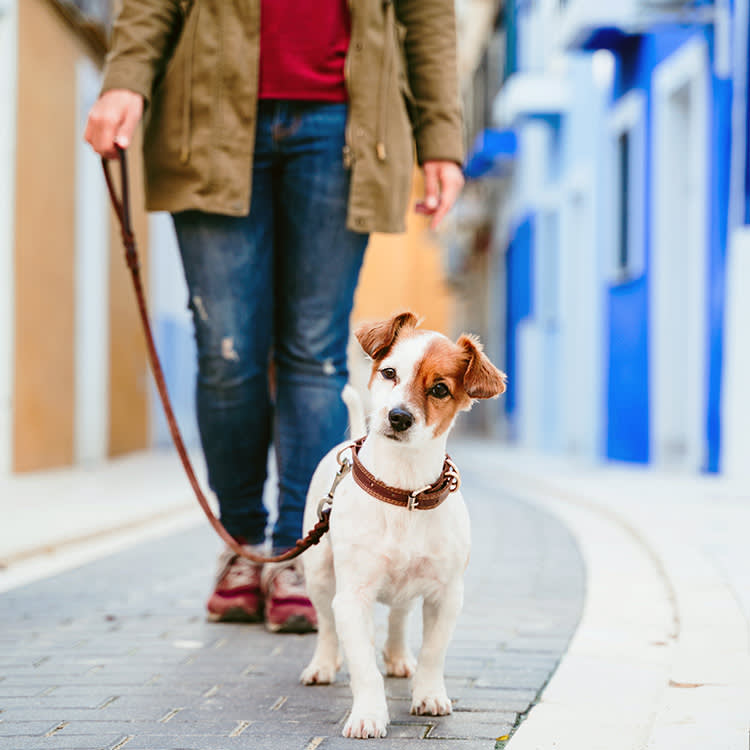 Woman walking her dog outside.