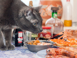 Cat is interested of fresh cooked shrimp.
