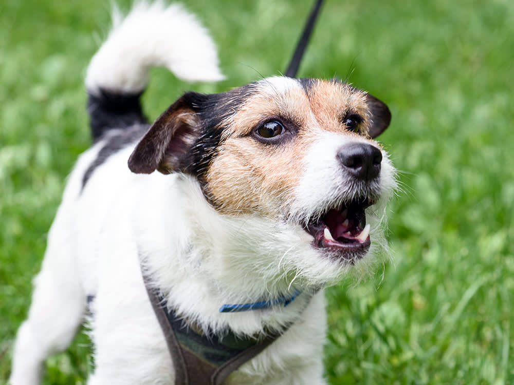jack russell dog on lead barks at the camera