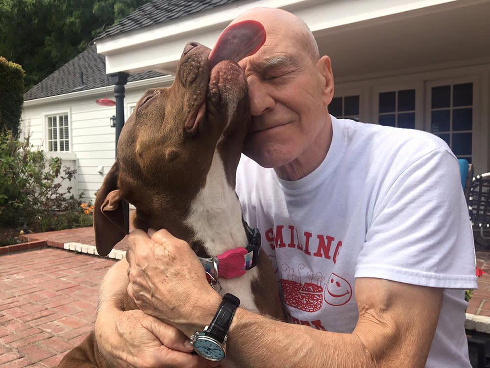 A loving pitbull licking a man's face.