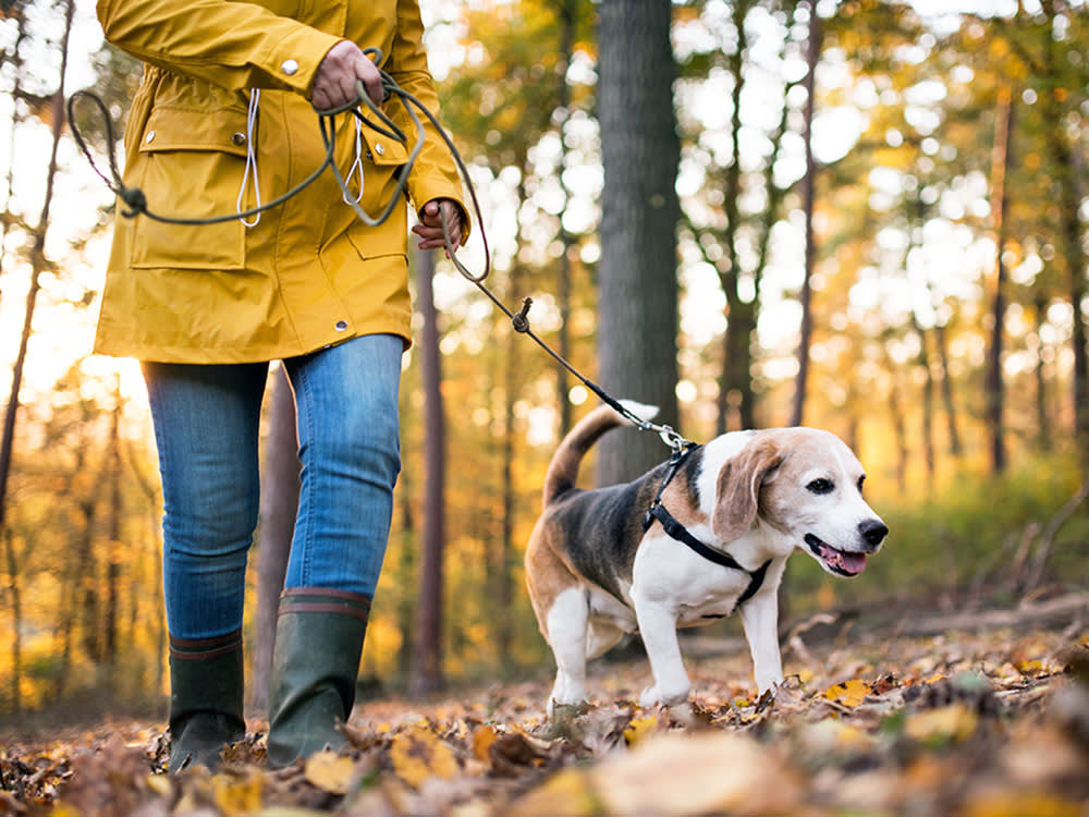 Someone walking their senior dog outside in the forrest.
