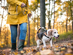 Someone walking their senior dog outside in the forrest.