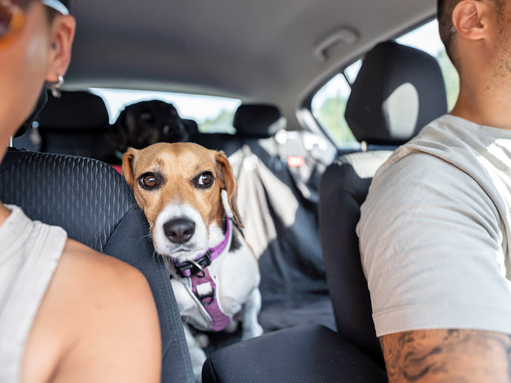 Couple traveling in a car with their dog in the backseat.