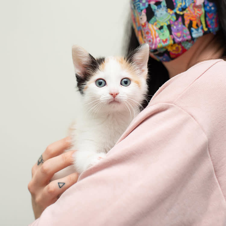 A woman wearing a cat cartoon face mask and a pink sweatshirt holding a white kitten with spots that is looking directly at the camera