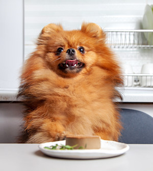 a spitz sits in front of a plate of liver pate