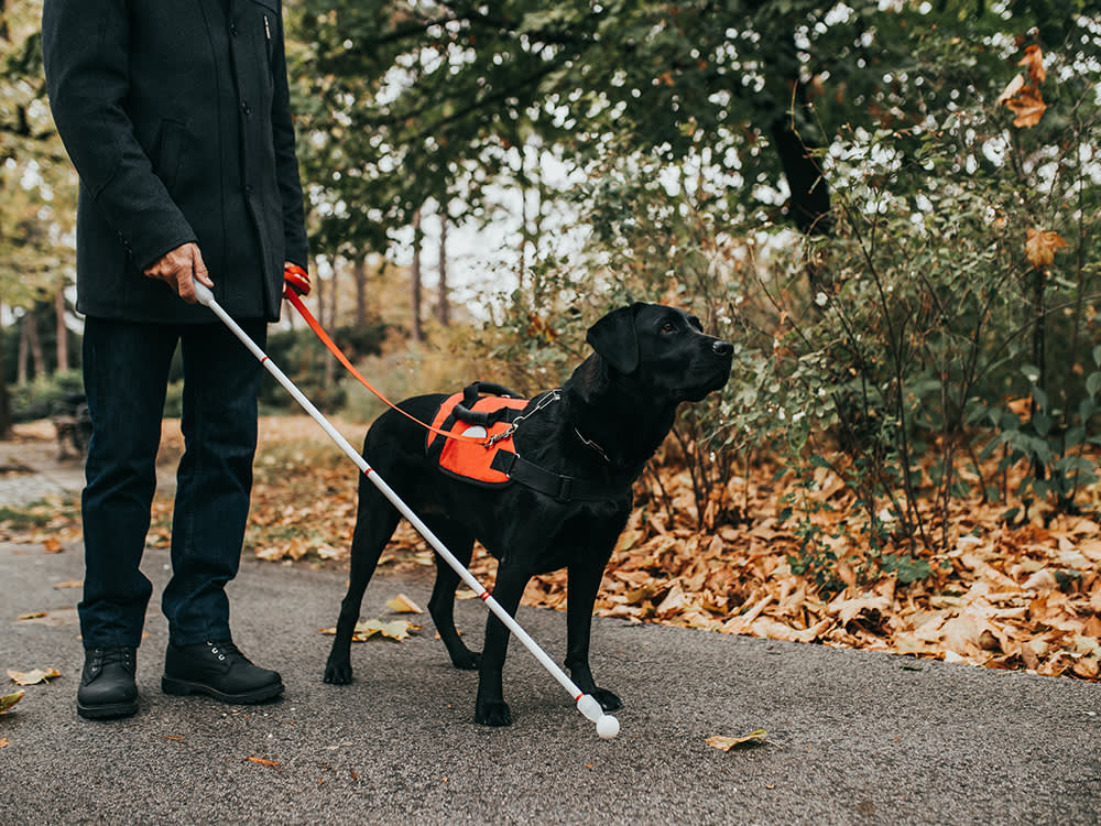 Black service dog guides blind owner