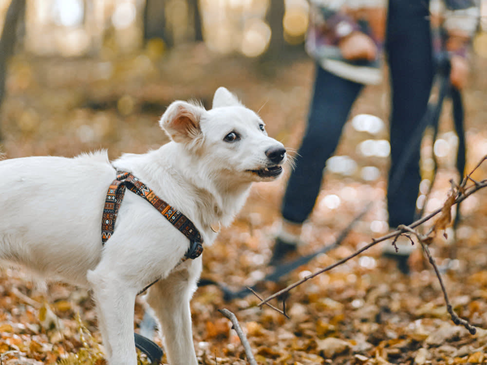 Scared dog on a walk outside in the woods.