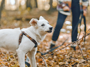 Scared dog on a walk outside in the woods.