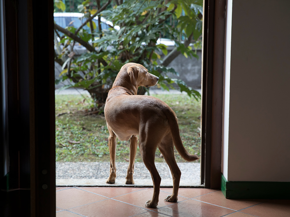 Dog standing in a doorway and looking to the right outside