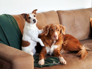 Two companionable dogs, a Jack Russell Terrier and a Nova Scotia Duck Tolling Retriever, share a cozy couch.