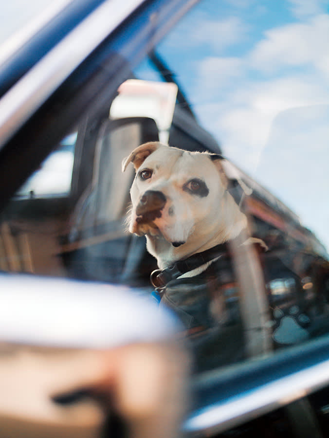 Pitbull sitting in a car alone on a hot, summer day.