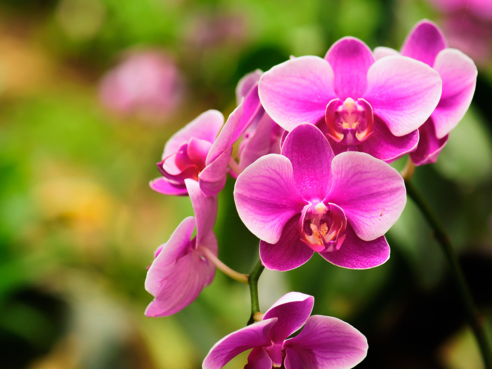 purple orchids