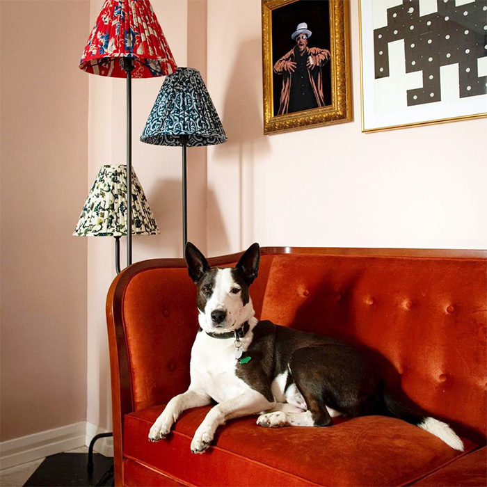 a dog at The Graduate