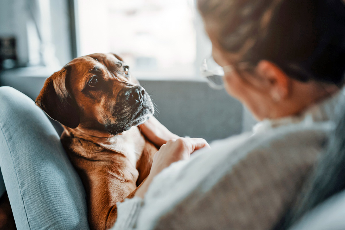 dog looking at a person