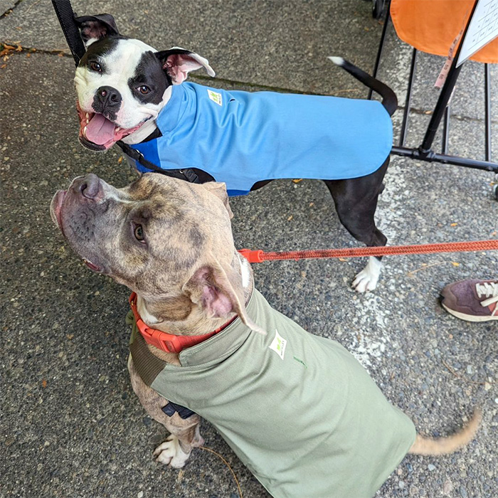 two dogs at Fremont mall