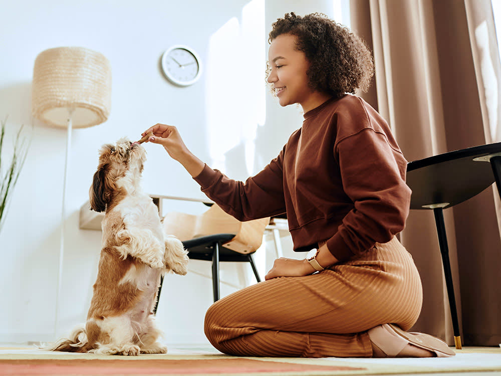 Side view portrait of black young woman playing with cute Shih Tzu dog and doing dog training.
