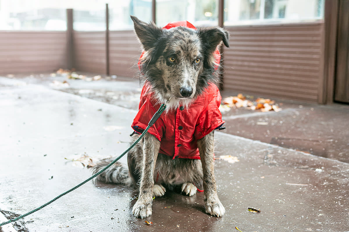 dog on a leash wearing a red rain jacket