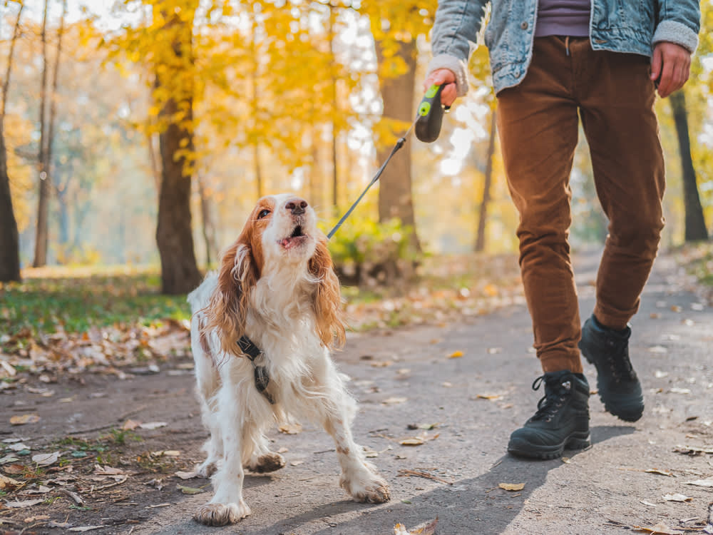 Barking dog on the leash outdoors. Russian spaniel at a walk misbehaving or being bad tempered